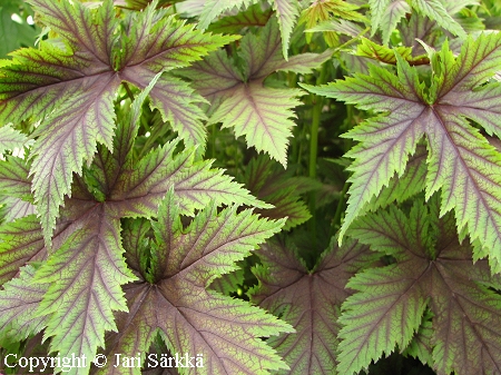 Filipendula multijuga 'Hjordis', rusomesiangervo